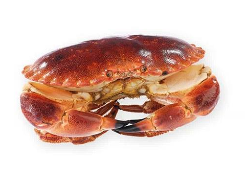 面包蟹能冷凍嗎？面包蟹可以放冰箱嗎？