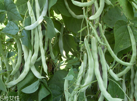 蕓豆是發(fā)物嗎？皮膚過敏的人能吃蕓豆嗎？