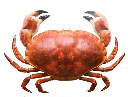 面包蟹如何打開？如何吃活面包蟹？
