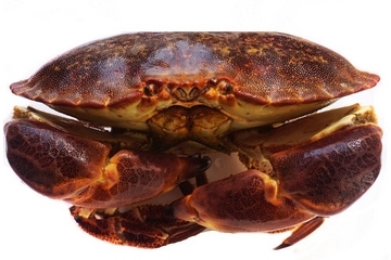 面包蟹孕婦可以吃嗎？孕婦可以吃面包蟹嗎？