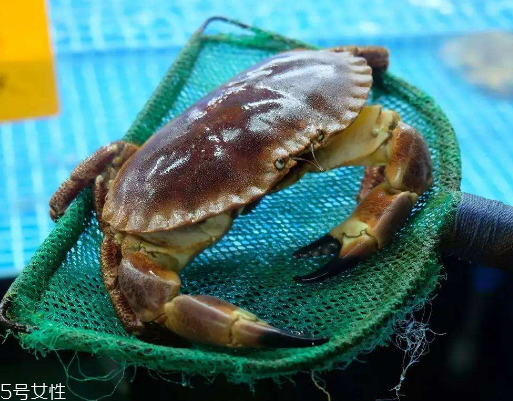 面包蟹孕婦可以吃嗎？孕婦可以吃面包蟹嗎？