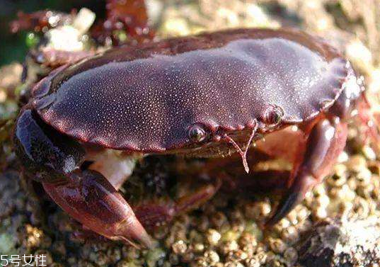 面包蟹孕婦可以吃嗎？孕婦可以吃面包蟹嗎？