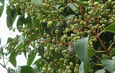 女貞子是什么？什么是女貞子？