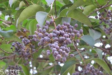 女貞子是什么？什么是女貞子？