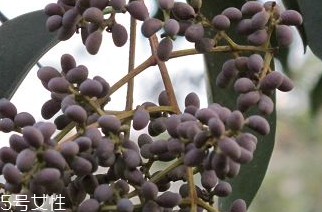 女貞子是什么？什么是女貞子？