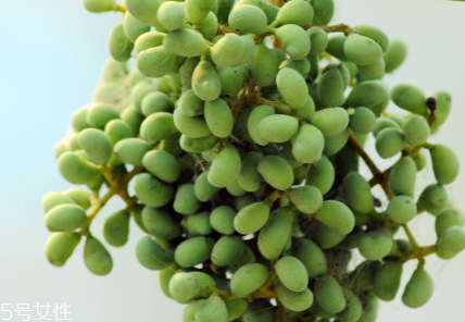 女貞子是藥物嗎？女貞子是做什么的？