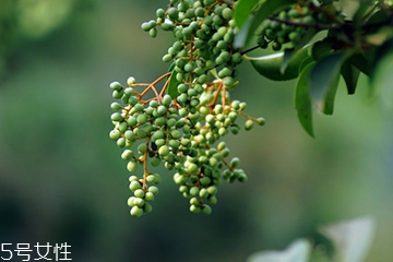 女貞子是藥物嗎？女貞子是做什么的？