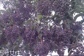 女貞子對(duì)孕婦有什么效果？孕婦能吃女貞子嗎？