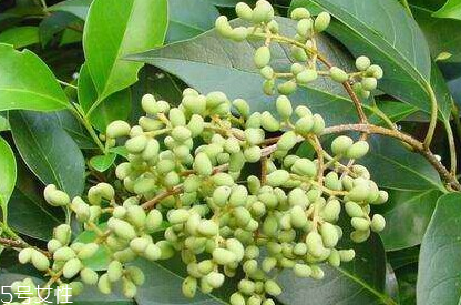 女貞子對(duì)孕婦有什么效果？孕婦能吃女貞子嗎？