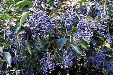 女貞子對(duì)孕婦有什么效果？孕婦能吃女貞子嗎？