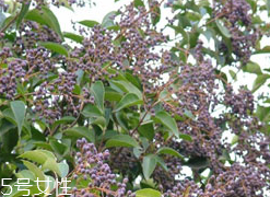 女貞子能和決明子一次吃嗎？女貞子和桑葚一起煮會怎樣？