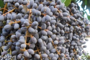 女貞子能和決明子一次吃嗎？女貞子和桑葚一起煮會怎樣？