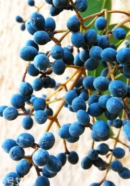 女貞子能和旱蓮草一起吃嗎？女貞子和旱蓮草的用量