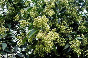 女貞子能和旱蓮草一起吃嗎？女貞子和旱蓮草的用量