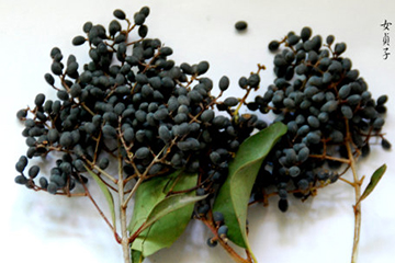 女貞子的吃法 女貞子怎么吃？