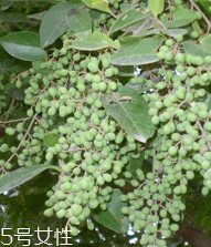 女貞子是酸性還是堿性，女貞子是堿性的嗎？