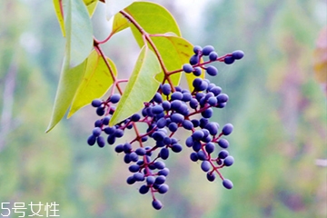 女貞子是酸性還是堿性，女貞子是堿性的嗎？