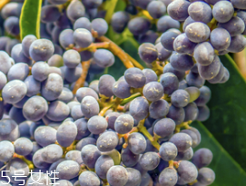 女貞子是酸性還是堿性，女貞子是堿性的嗎？