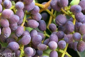 女貞子適合女生喝嗎？女貞子對(duì)女生有什么好處？