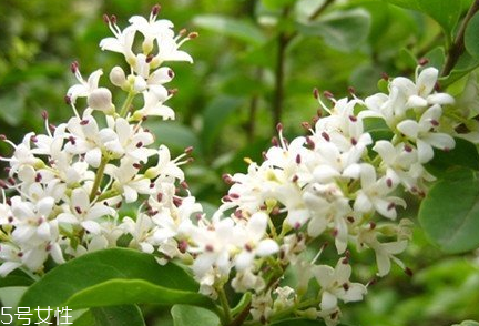 女貞子適合女生喝嗎？女貞子對女生有什么好處？