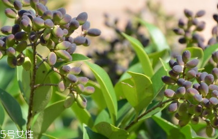 女貞子適合女生喝嗎？女貞子對女生有什么好處？