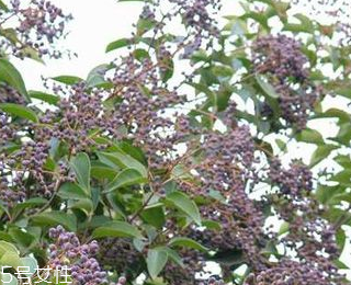 女貞子能不能多吃？女貞子吃多了會怎樣？