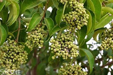 女貞子能不能多吃？女貞子吃多了會(huì)怎樣？