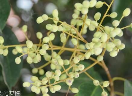 女貞子能和當(dāng)歸一起吃嗎？女貞子和當(dāng)歸一起吃的好處