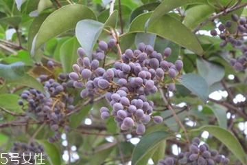 女貞子怎么保存？女貞子怎么保存最好？