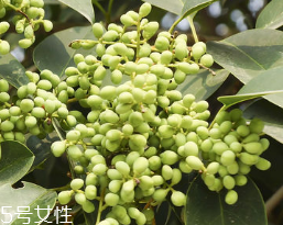 女貞子怎么保存？女貞子怎么保存最好？