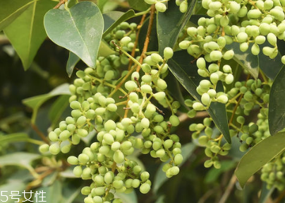 女貞子怎么保存？女貞子怎么保存最好？