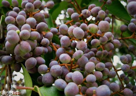 女貞子是發(fā)物嗎？皮膚敏感的人能吃女貞子嗎