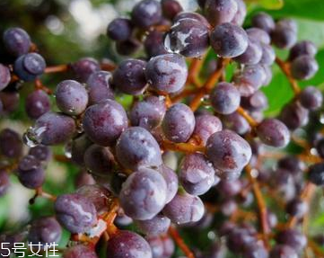 女貞子和枸杞子能一起吃嗎？女貞子和枸杞子一起吃有什么效果？