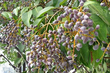 女貞子和枸杞子能一起吃嗎？女貞子和枸杞子一起吃有什么效果？