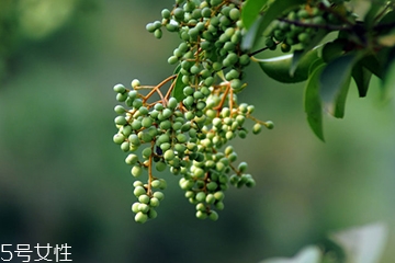 女貞子能做枕頭嗎？女貞子枕頭的功效