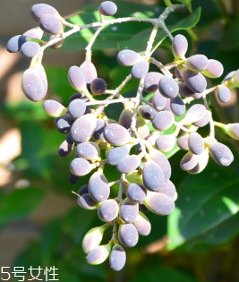 女貞子能做枕頭嗎？女貞子枕頭的功效