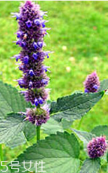 藿香是什么?什么是藿香？