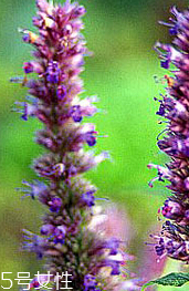 藿香是什么?什么是藿香？