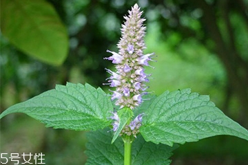 藿香是什么?什么是藿香？