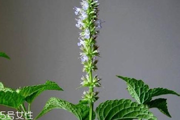 藿香是發(fā)物嗎？皮膚過敏的人能吃藿香嗎？