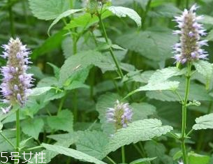 藿香是發(fā)物嗎？皮膚過敏的人能吃藿香嗎？