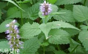 藿香是發(fā)物嗎？皮膚過敏的人能吃藿香嗎？