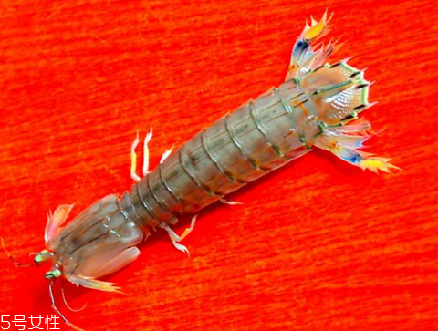 皮皮蝦能用微波爐熱嗎？皮皮蝦微波爐多久能熟？