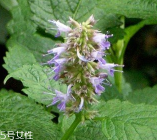 藿香是涼性還是熱性？藿香是熱性嗎？