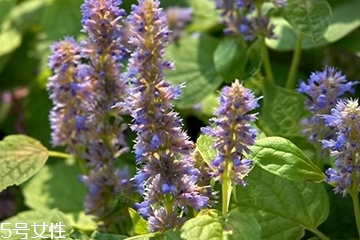 藿香是涼性還是熱性？藿香是熱性嗎？