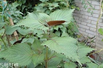 藿香能生吃嗎？藿香味道好嗎？