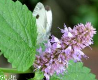 藿香能生吃嗎？藿香味道好嗎？