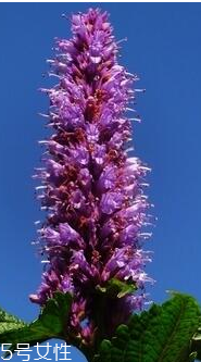 藿香和麝香是一樣嗎？藿香和麝香的區(qū)別