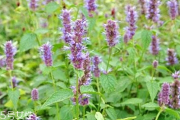 藿香和麝香是一樣嗎？藿香和麝香的區(qū)別