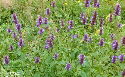 藿香能做菜嗎？藿香怎么做菜？